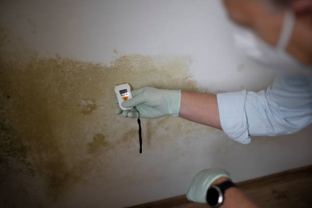 Best Residential Mold Removal  in Kouts, IN